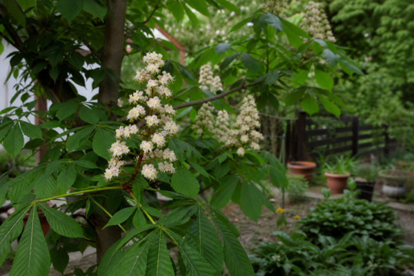 Castan (Aesculus hippocastanum) – tot ce trebuie să știi despre plantare și îngrijire