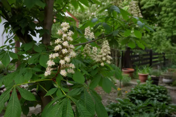 Castan (Aesculus hippocastanum) – tot ce trebuie să știi despre plantare și îngrijire