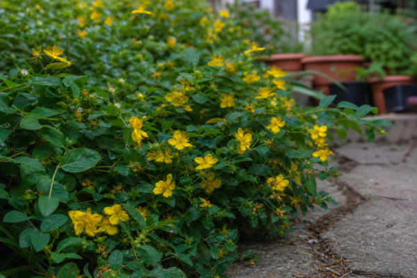 Sunătoare arbustivă (Hypericum calycinum): ce condiții cere și cum o îngrijești