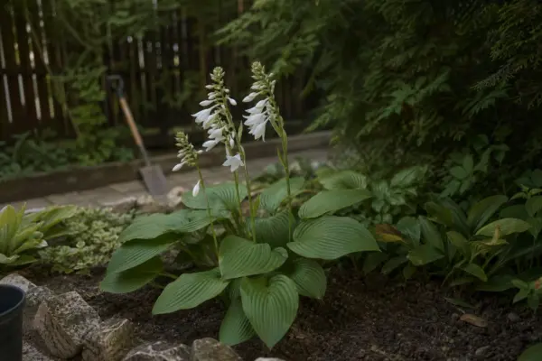 Hosta plantaginea – tot ce trebuie să știi despre plantare și îngrijire