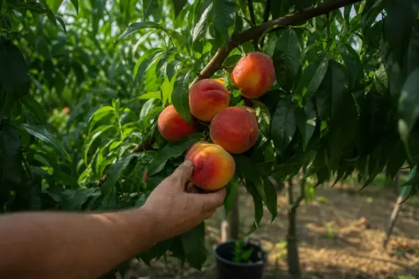 Piersic (Prunus persica) – ghid complet de cultivare și îngrijire