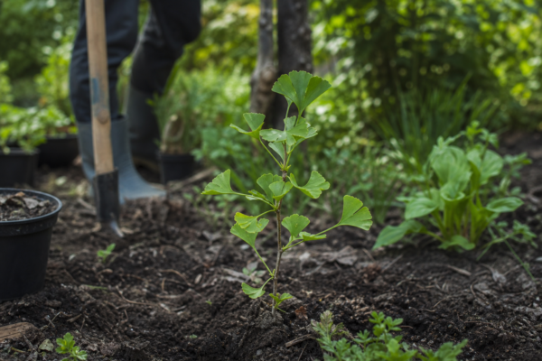 Ginkgo biloba – ghid complet de cultivare și îngrijire
