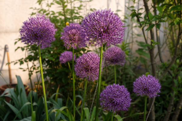 Allium ornamental (Allium giganteum): ce condiții cere și cum o îngrijești