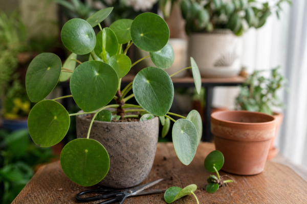 Pilea (Pilea peperomioides): cum se plantează și cum se îngrijește corect