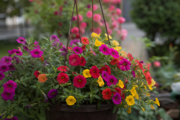 Calibrachoa (Calibrachoa hybrida) – ghid complet de cultivare și îngrijire