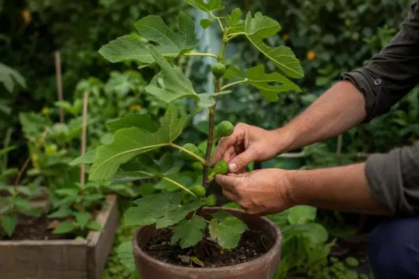 Smochin (Ficus carica) – ghid practic de plantare și îngrijire