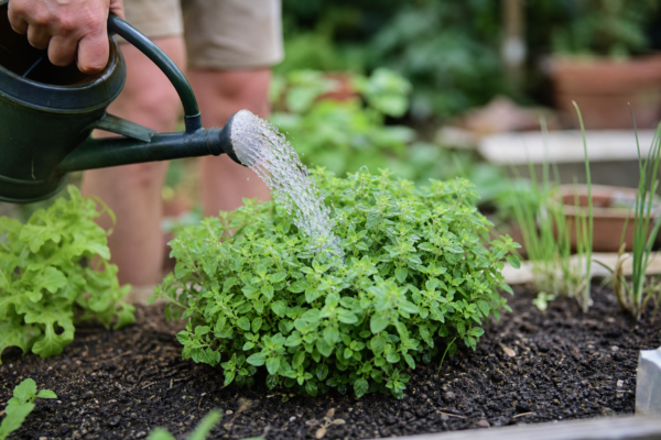 Oregano (Origanum vulgare) – plantare, udare și întreținere