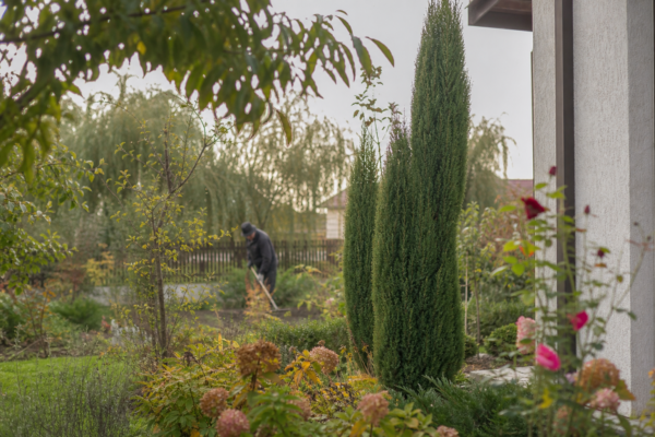 Chiparos (Cupressus sempervirens) – sfaturi pentru plantare, creștere și întreținere