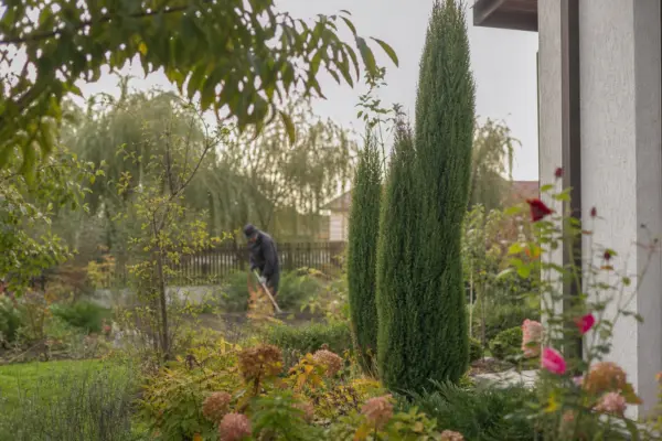 Chiparos (Cupressus sempervirens) – sfaturi pentru plantare, creștere și întreținere