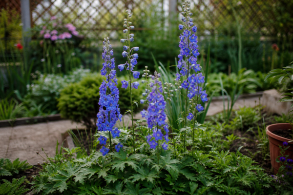 Nemțișor (Delphinium elatum) – tot ce trebuie să știi despre plantare și îngrijire