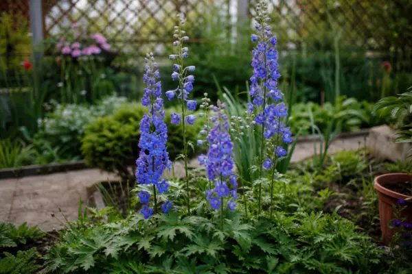 Nemțișor (Delphinium elatum) – tot ce trebuie să știi despre plantare și îngrijire