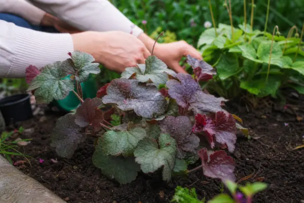 Heuchera micrantha – plantare și îngrijire pas cu pas