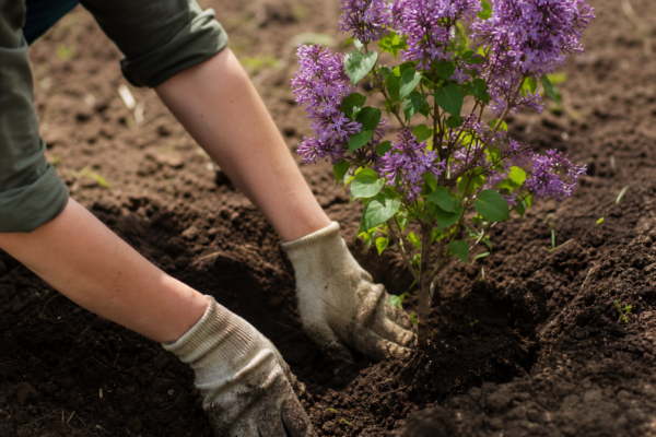 Liliacul (Syringa vulgaris): cum se plantează și cum se îngrijește