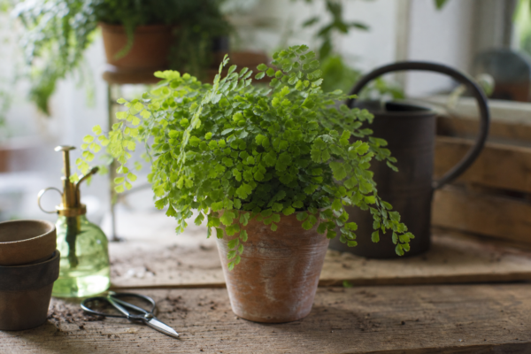 Părul Venerei (Adiantum raddianum) – plantare și îngrijire pas cu pas