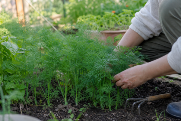 Mărar (Anethum graveolens) – de la plantare la întreținerea de zi cu zi