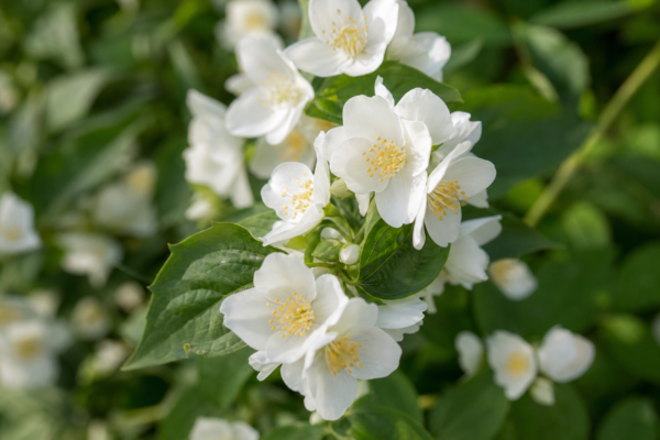 Philadelphus sau iasomia falsă (Philadelphus coronarius): plantare și îngrijire