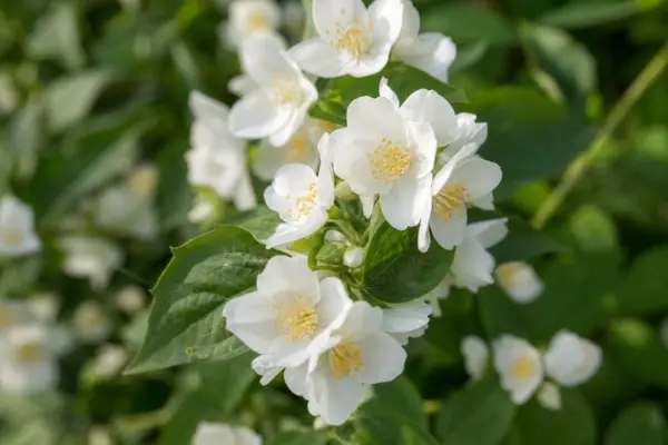 Philadelphus sau iasomia falsă (Philadelphus coronarius): plantare și îngrijire