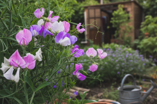 Sângele-voinicului (Lathyrus odoratus) – condiții de creștere, plantare și îngrijire