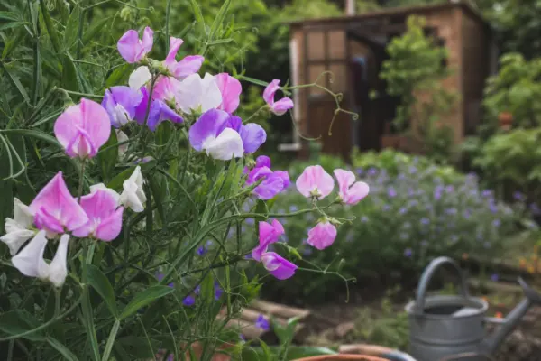 Sângele-voinicului (Lathyrus odoratus) – condiții de creștere, plantare și îngrijire