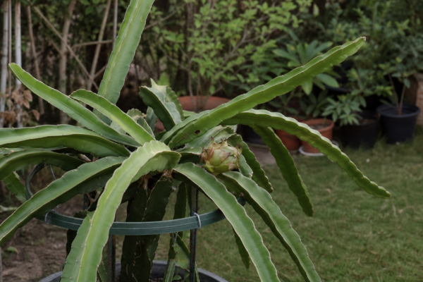 Pitaya (fructul dragonului) – plantare și îngrijire pas cu pas