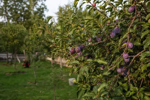 Prun (Prunus domestica) – sfaturi pentru plantare, creștere și întreținere