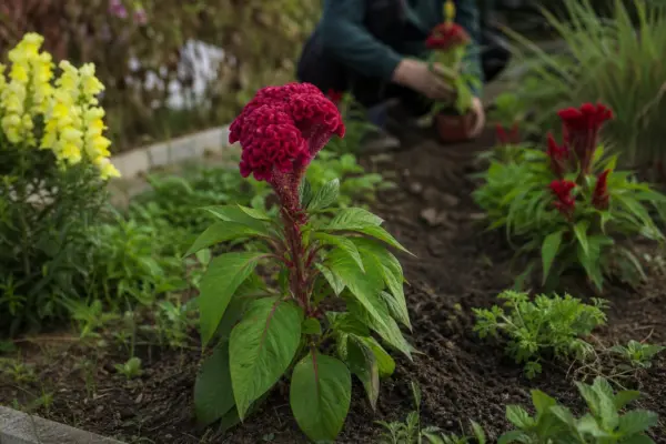 Creasta cocoșului (Celosia cristata) – de la plantare la întreținerea de zi cu zi