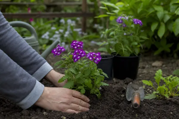 Verbină (Verbena hybrida) – plantare și îngrijire pas cu pas