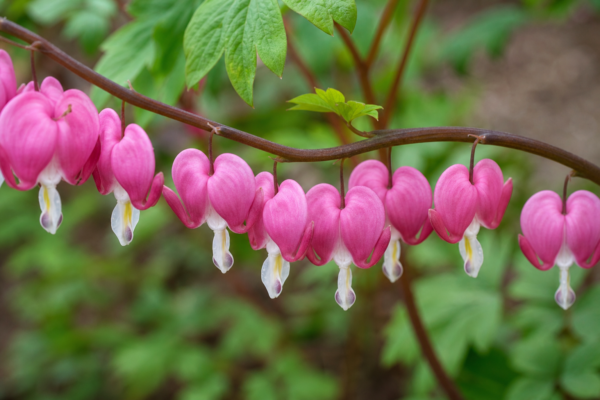 Dicentra sau inima sângerândă (Dicentra spectabilis): plantare și îngrijire