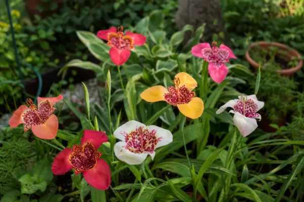 Floarea tigrului (Tigridia pavonia) – ghid complet de cultivare și îngrijire