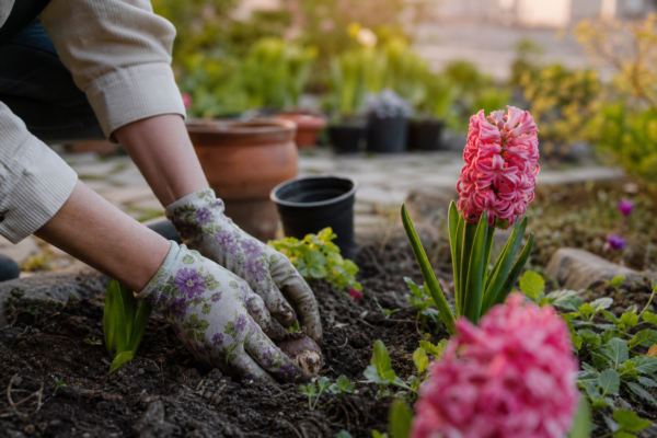 Zambilă (Hyacinthus orientalis): cum se plantează și cum se îngrijește corect