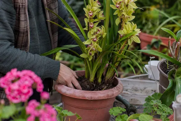 Orhideea Cymbidium (Cymbidium hybridum) – de la plantare la întreținerea de zi cu zi