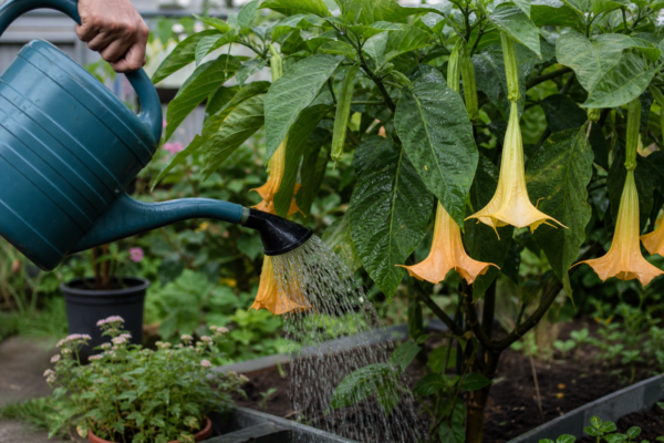 Trâmbița îngerilor (Brugmansia suaveolens) – plantare, udare și întreținere