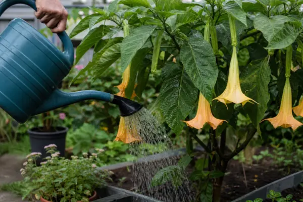 Trâmbița îngerilor (Brugmansia suaveolens) – plantare, udare și întreținere