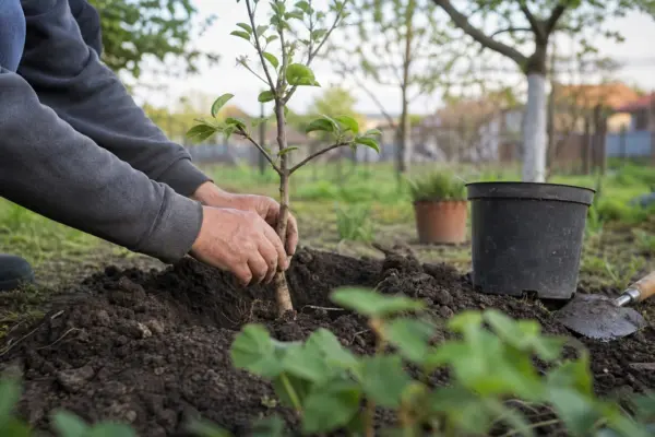 Măr (Malus domestica) – tot ce trebuie să știi despre plantare și îngrijire