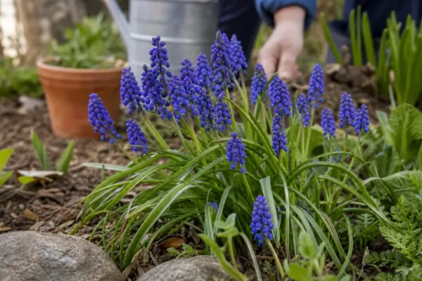 Muscari (Muscari armeniacum) – condiții de creștere, plantare și îngrijire