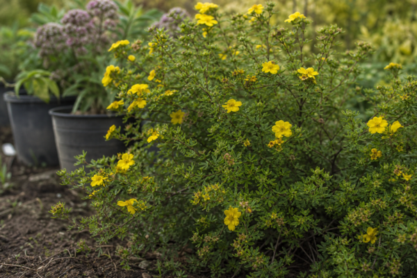 Potentilla (Potentilla fruticosa) – plantare și îngrijire pas cu pas