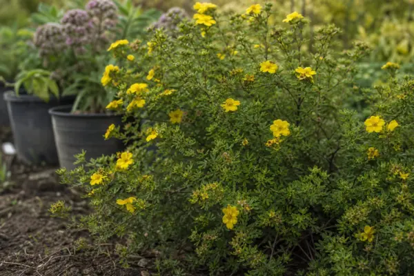 Potentilla (Potentilla fruticosa) – plantare și îngrijire pas cu pas