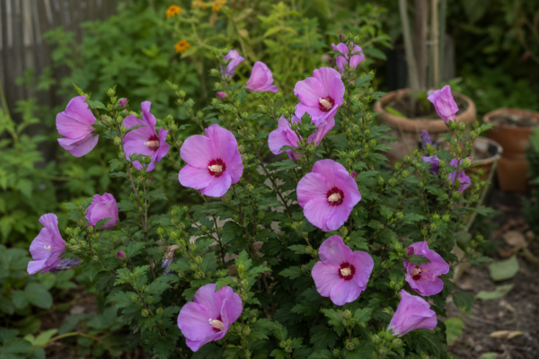 Hibiscus de grădină (Hibiscus syriacus): ce condiții cere și cum o îngrijești