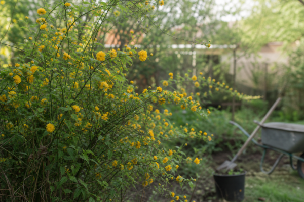 Kerria (Kerria japonica) – sfaturi de plantare și îngrijire