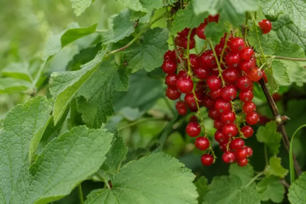 Coacăzul roșu (Ribes rubrum): plantare și întreținere