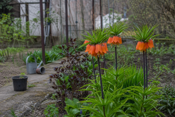 Coroana imperială (Fritillaria imperialis) – ghid practic de plantare și îngrijire