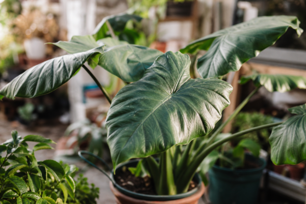 Urechea elefantului (Alocasia amazonica) – ghid practic de plantare și îngrijire