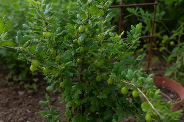 Agriș (Ribes uva-crispa) – de la plantare la întreținerea de zi cu zi