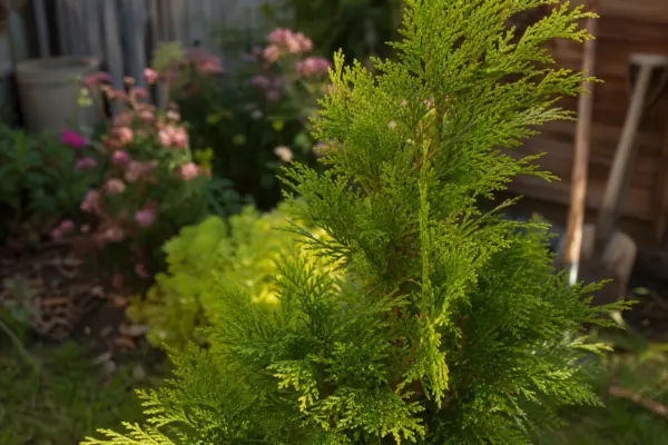 Cedru japonez (Cryptomeria japonica) – sfaturi pentru plantare, creștere și întreținere