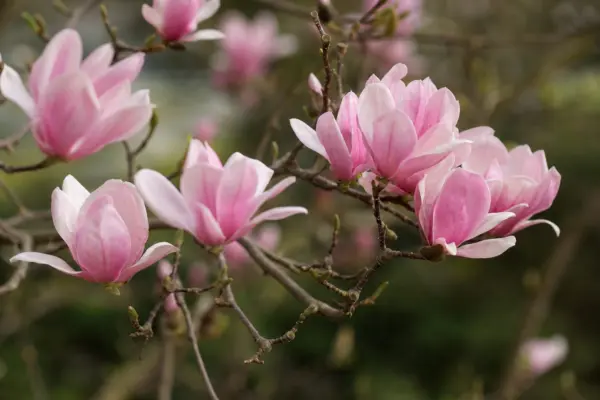 Magnolia (Magnolia soulangeana): ghid de plantare și îngrijire