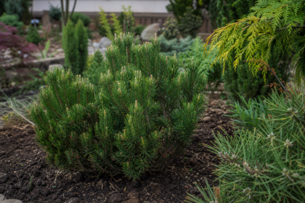 Jneapăn (Pinus mugo) – ghid practic de plantare și îngrijire