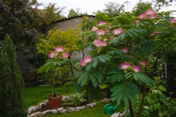Arborele de mătase (Albizia julibrissin) – tot ce trebuie să știi despre plantare și îngrijire