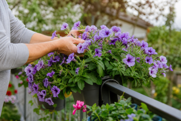 Surfinia (Petunia surfinia) – plantare și îngrijire pas cu pas