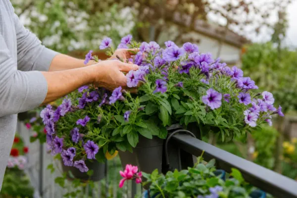 Surfinia (Petunia surfinia) – plantare și îngrijire pas cu pas