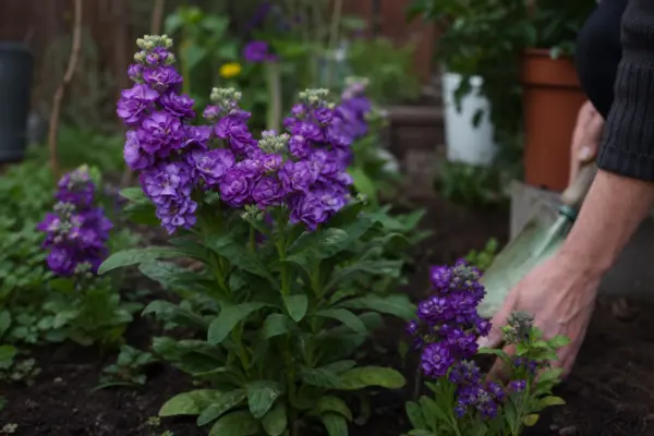 Micșunele (Matthiola incana) – ghid practic de plantare și îngrijire